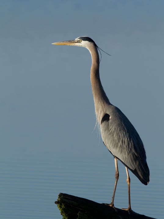 The Great Blue Heron 99