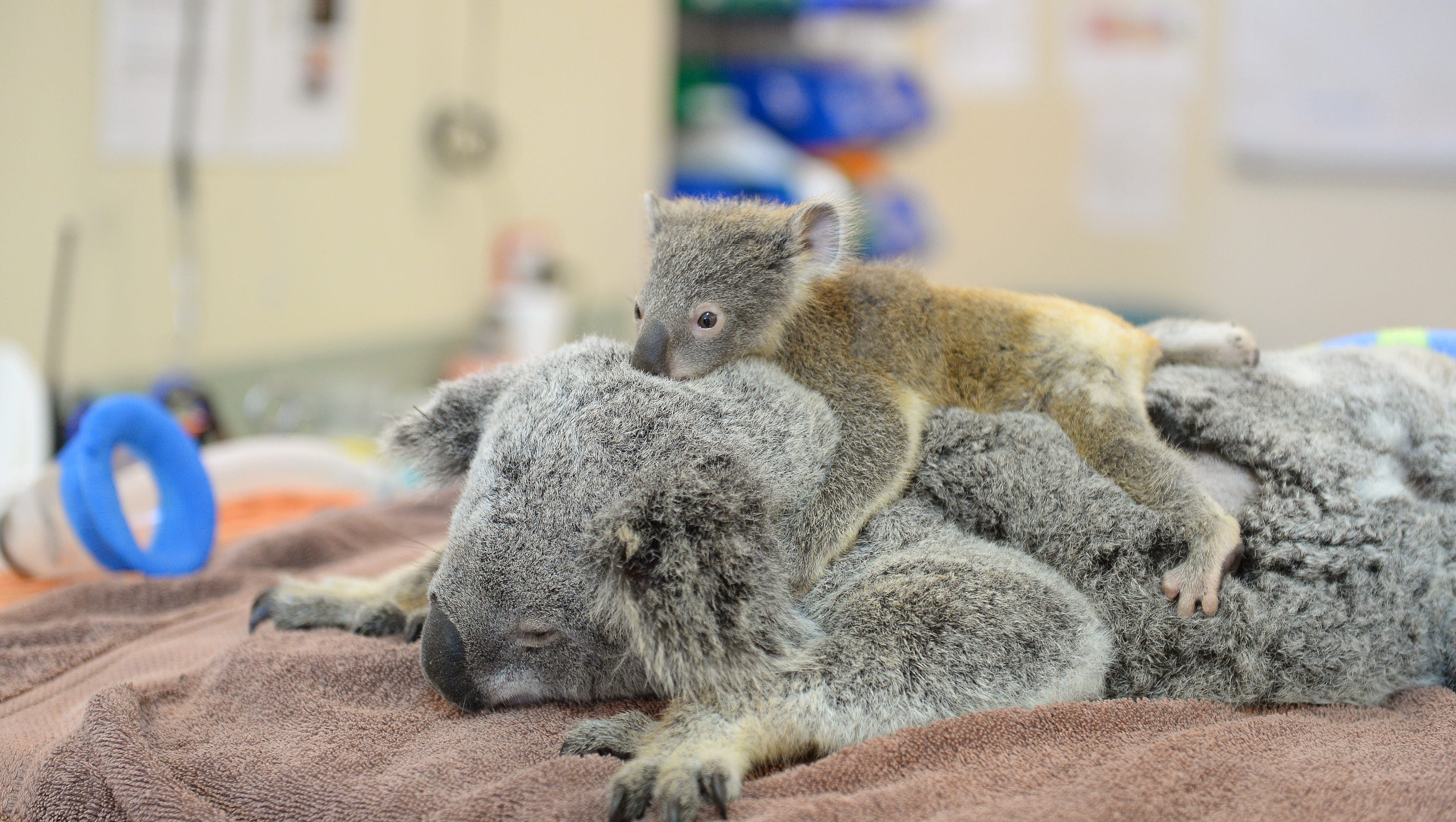 Baby koala hangs on to mom during lifesaving surgery