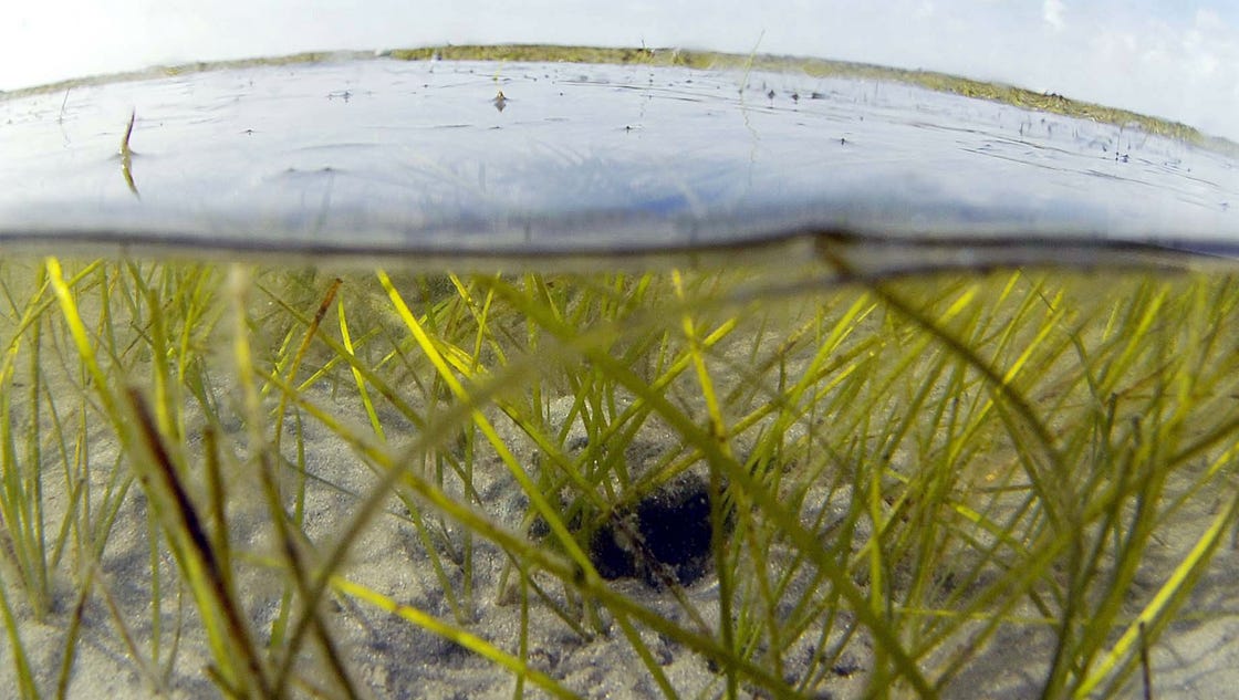 Flesh Eating Bacteria Kills Florida Swimmer