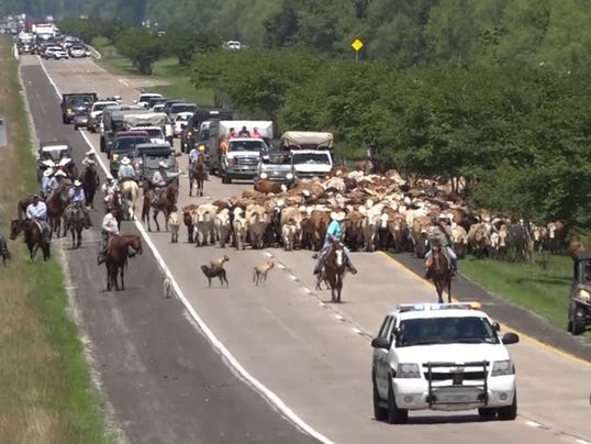 Taste Of The Old West Cattle Rescued From Texas River