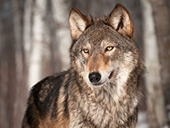 Wolf damage accounted for 6 percent of the state’s