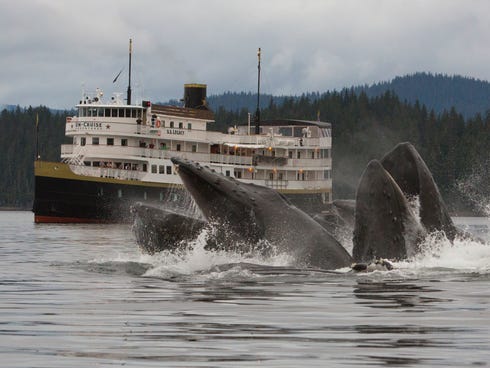 A typical Alaska cruise on the S.S. Legacy includes multiple sightings of humpback whales, which summer in Southeast Alaska. Here, a group of humpbacks bubble feeding near the vessel.