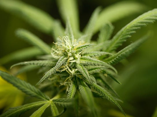 ASTC 0507 SENATE MEDICAL MARIJUANA_cannabis filer.jpg