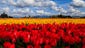 Tulips explode with color at Tulip Town in Mt. Vernon,
