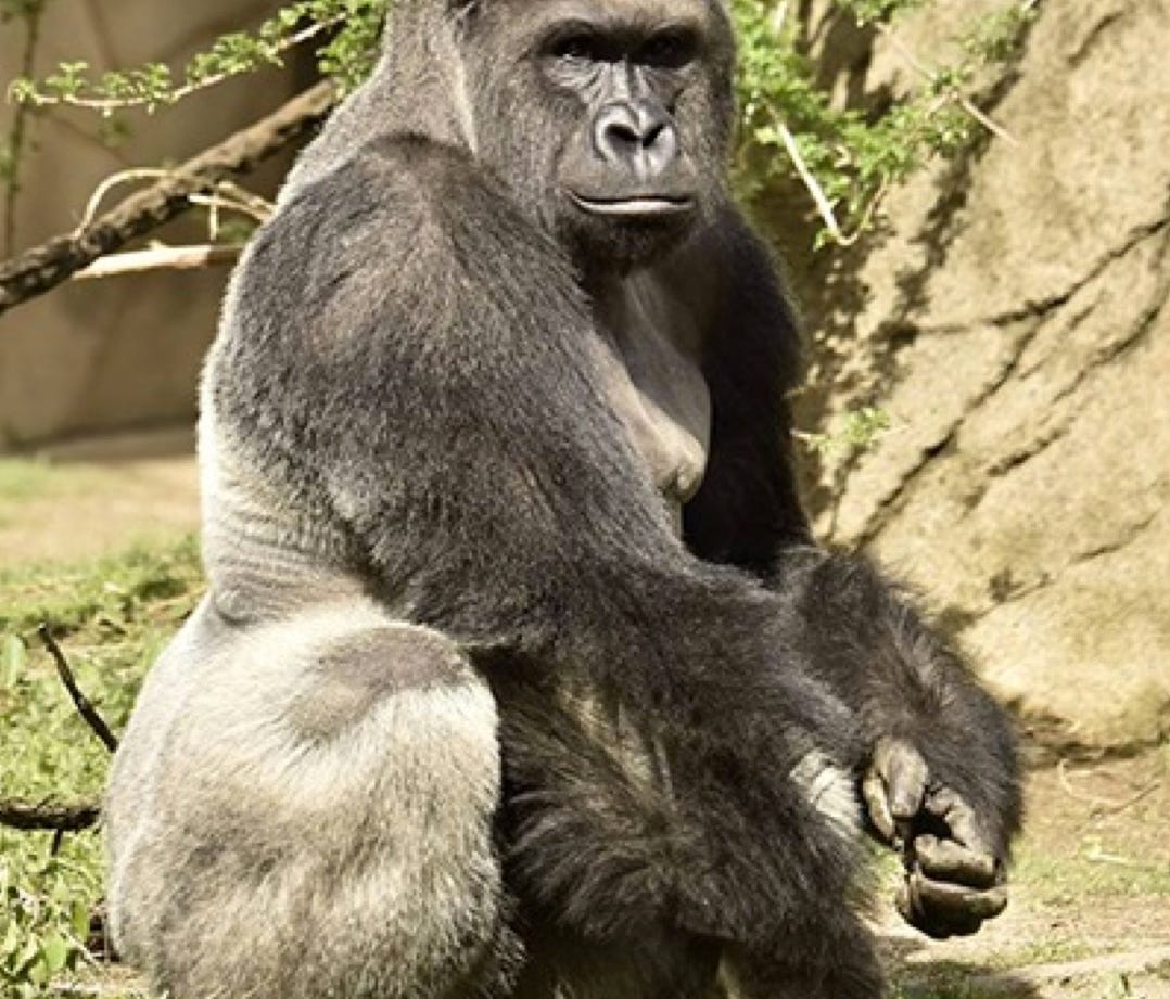 Cincinnati Zoo Gorilla Killed After Boy Falls Into Pen Wbir Com