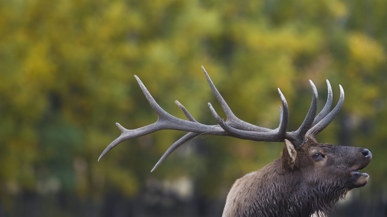 Pennsylvania Elk Outfitter - Trophy Rack Lodge