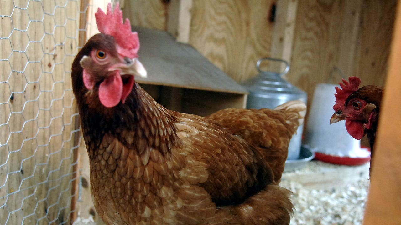 'Chicken ordinance' adopted in Pompton Lakes