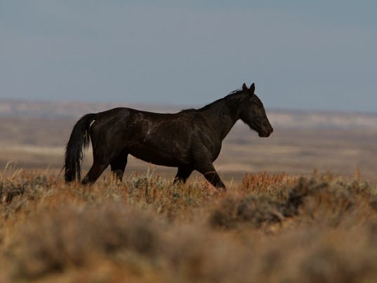 AP WILD HORSE REMOVAL A USA WY