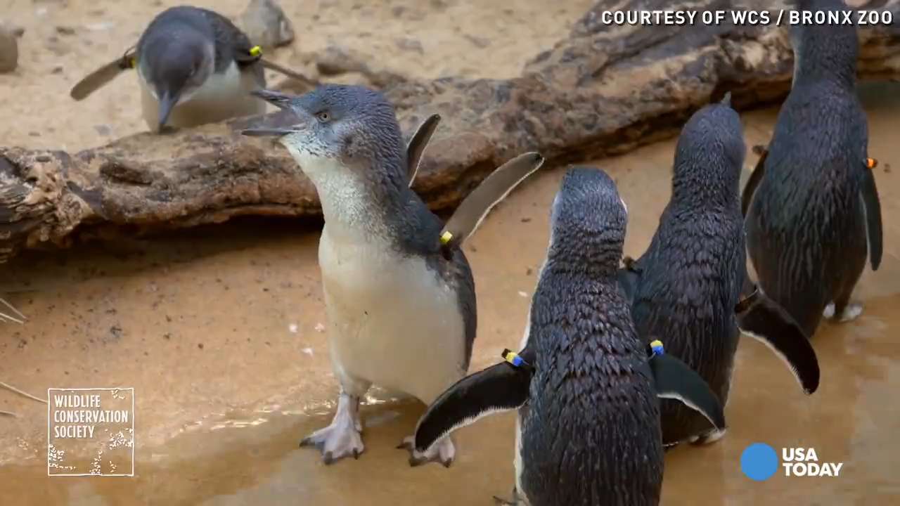 Tiny penguins, they're a thing!
