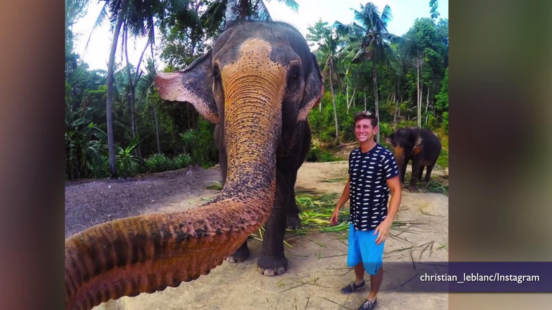 Elephant grabs tourist's GoPro and takes world's first 'elfie'