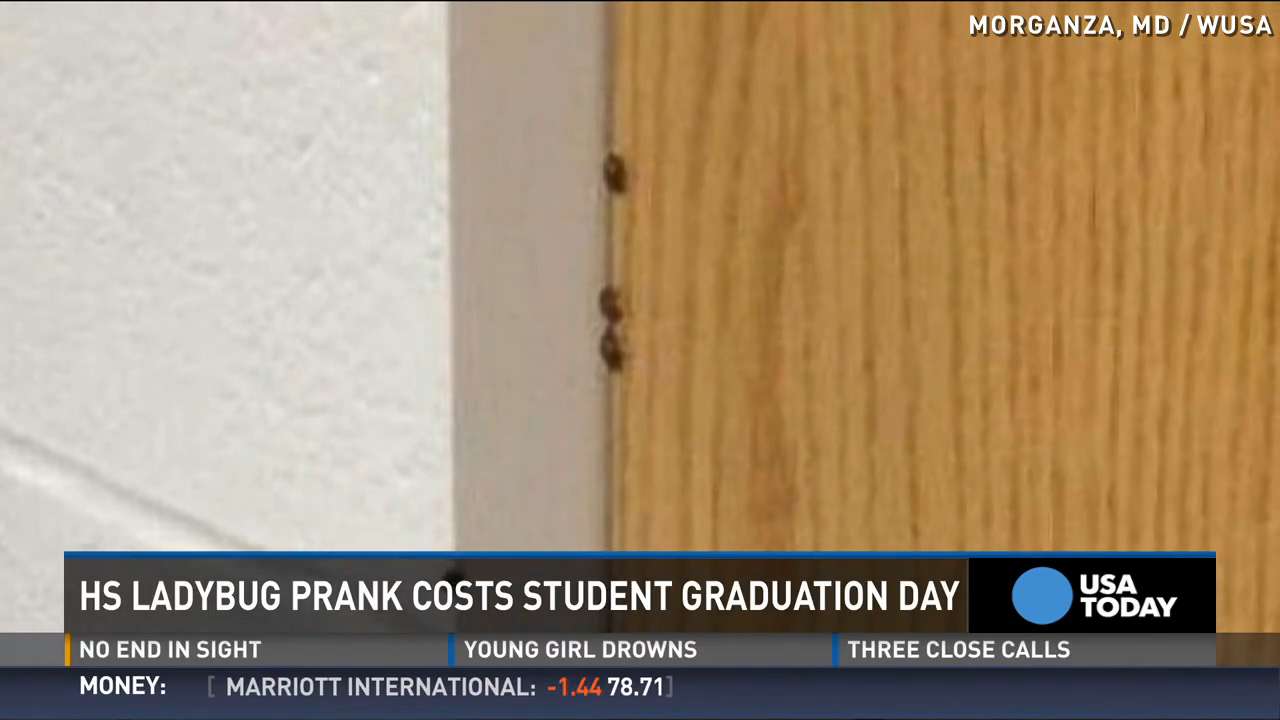 Seniors release 72,000 ladybugs in school as prank