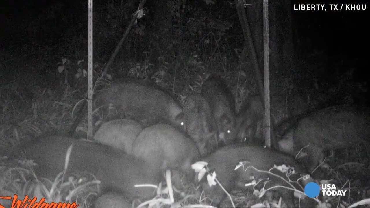 Football field-ruining feral hogs a nightmare for team