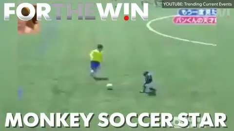 Monkey soccer star