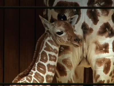 Milwaukee Zoo Welcomes New Baby Giraffe