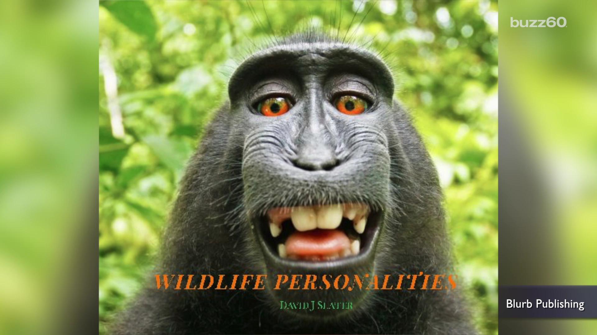 PETA sues to give monkey copyright ownership of selfie