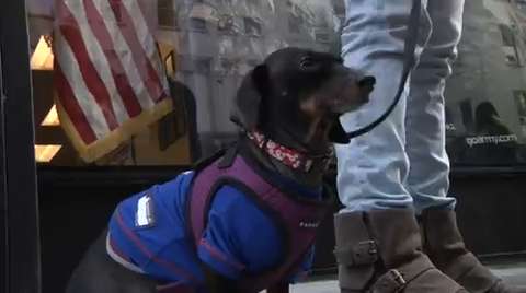 Paws on parade: Shelter dogs 'cheer' for Mets