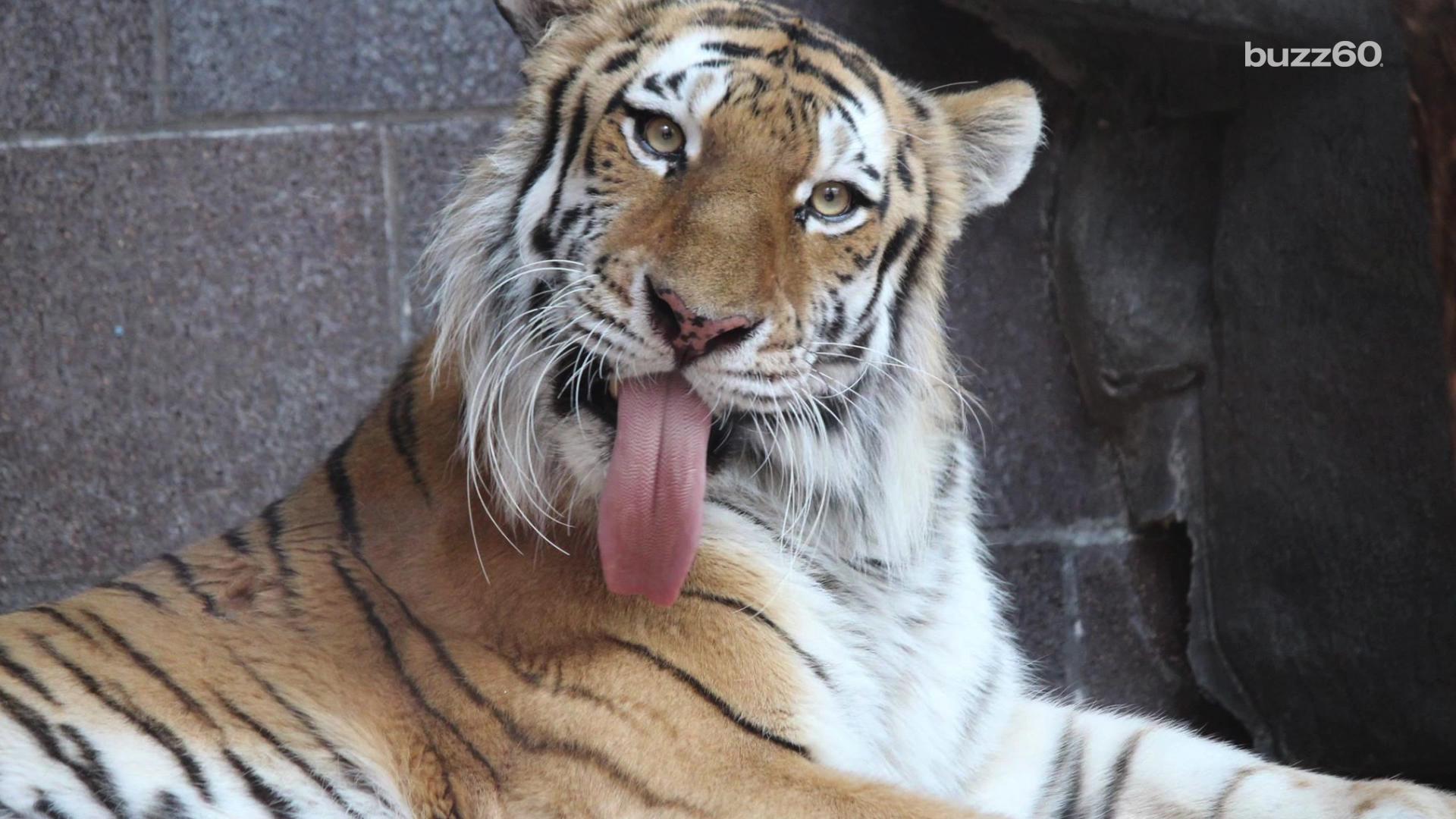 Drunk woman bitten by a tiger after sneaking into zoo