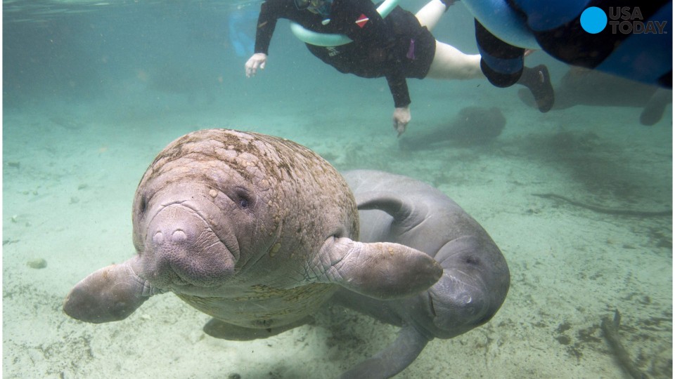 Manatees emerge from the danger zone