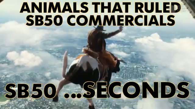 Animals that ruled Super Bowl 50 commercials