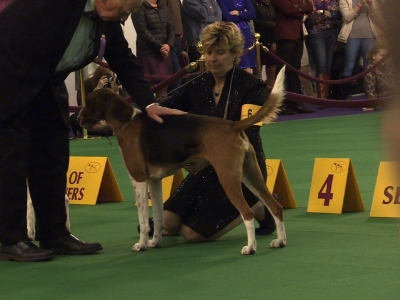Dogs Compete in Famed Canine Competition