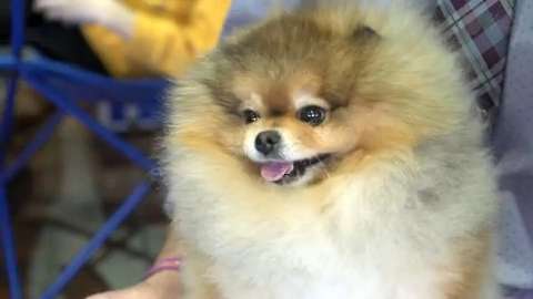 8 of the cutest dogs at the Westminster Dog Show