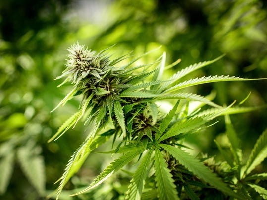 IMG_Medical_Marijuana_Il_4_1_6SBBBG08.jpg_20150719.jpg