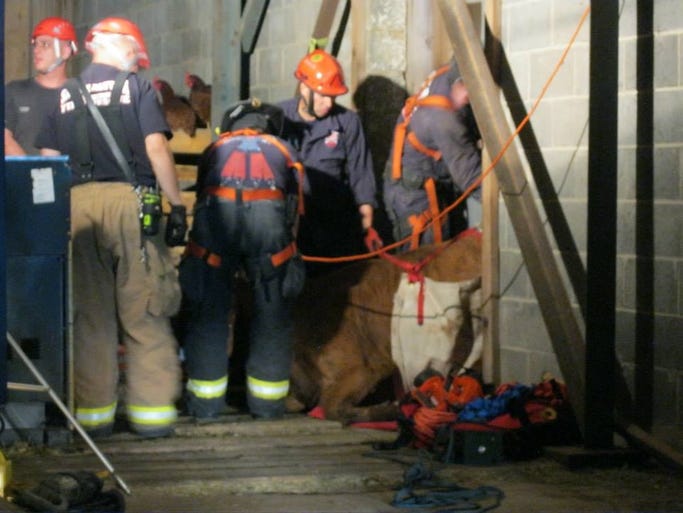 Firefighters team up to rescue cow after falling into silo pit.