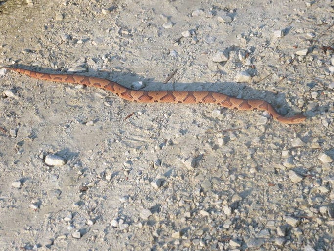 Copperhead