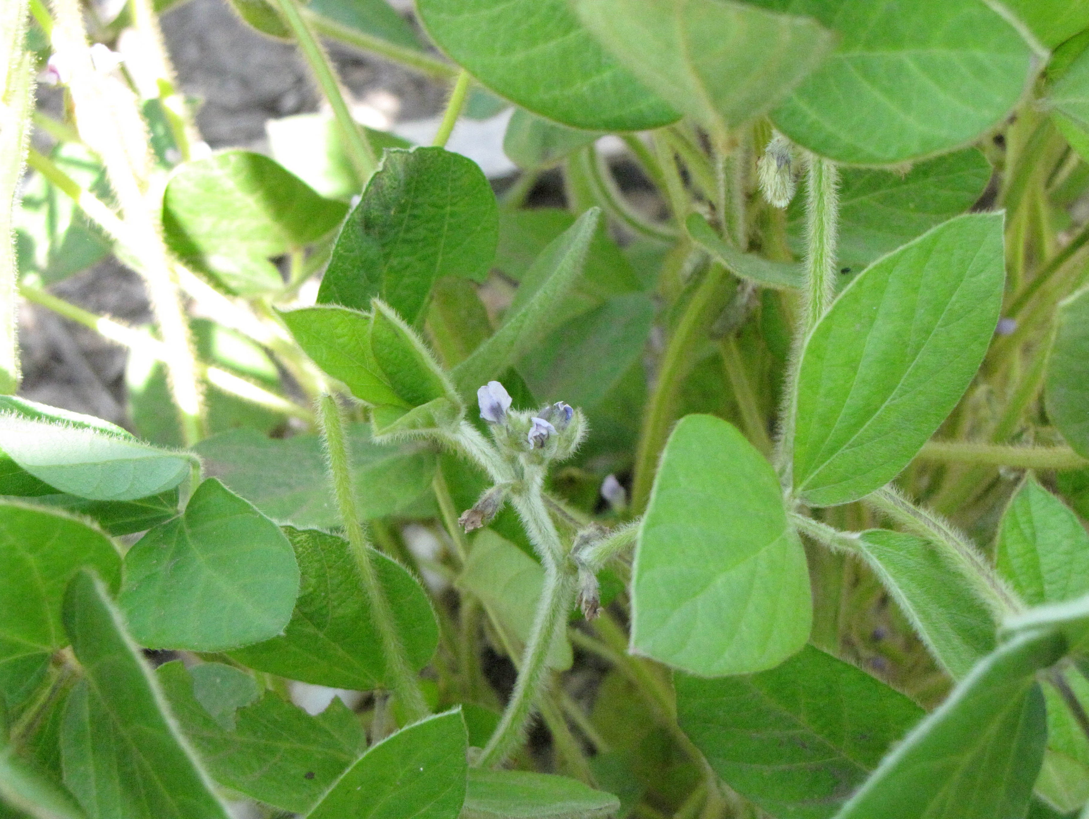 Soybeans growing in a test plot at the Northern Great Plains Research Laboratory in Mandan, North Dakota.