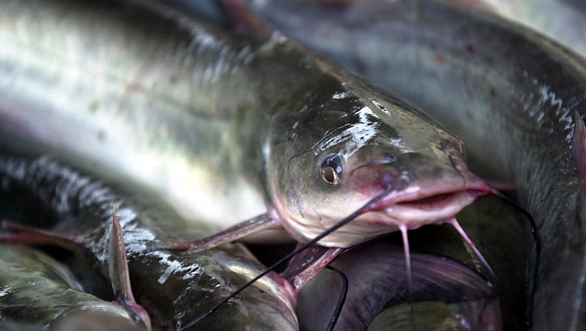 Woman hit in face by sky-falling fish