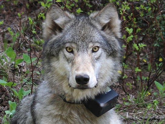 A 72 pound female wolf of the Minam Pack, after being