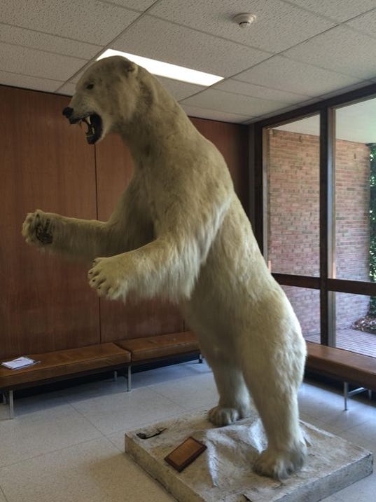 Ted nalle Famed MSU polar bear to get makeover