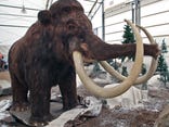 Politics, religion almost derail girl's state fossil bill