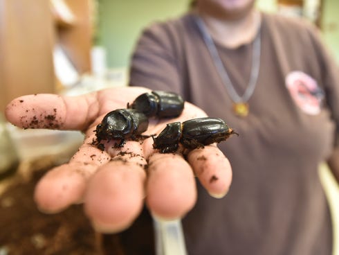 This July 1, 2015 photo shows, Donna Taitano of the Coconut Rhino Beetle Extraction Team shows three adult rhino beetles at the University of Guam, in Mangilao, Guam.