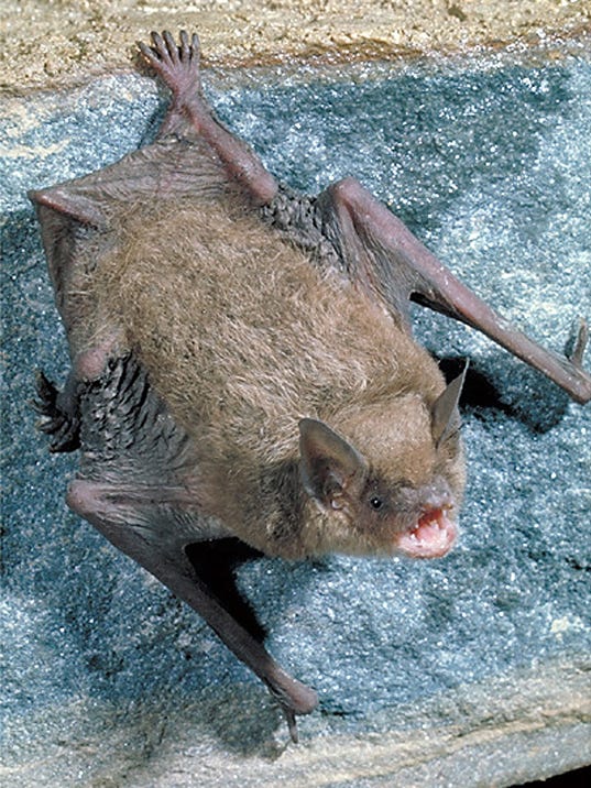 New Bat In Apartment for Large Space