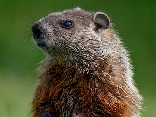 groundhog day german groundhog day tradition has history groundhog day german groundhog day tradition has history