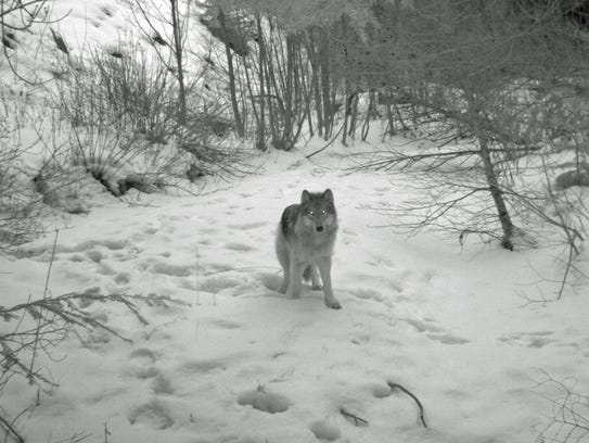 A remote camera took this image of a wolf from the
