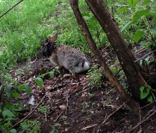 Jackalope cottontail papillomavirus. Hpv oropharyngeal cancer diagnosis