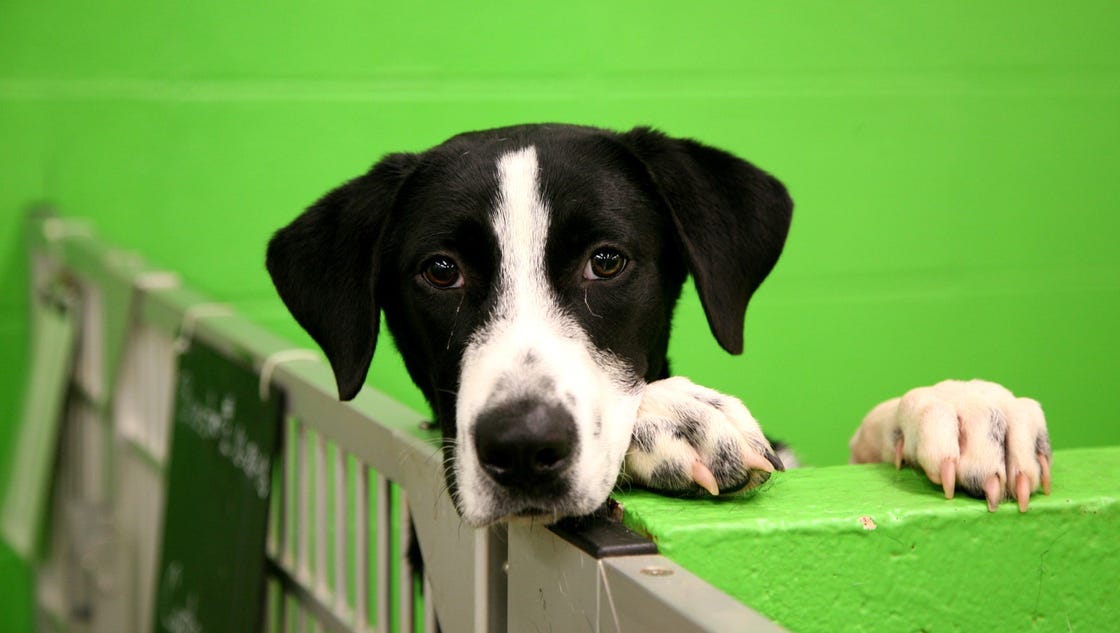 Pickens County Humane Society seeking community support to keep animal