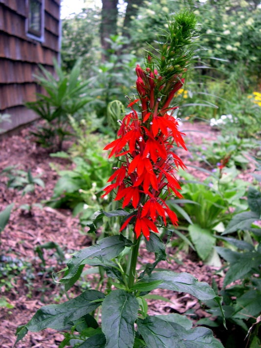 leave cardinal flowers to