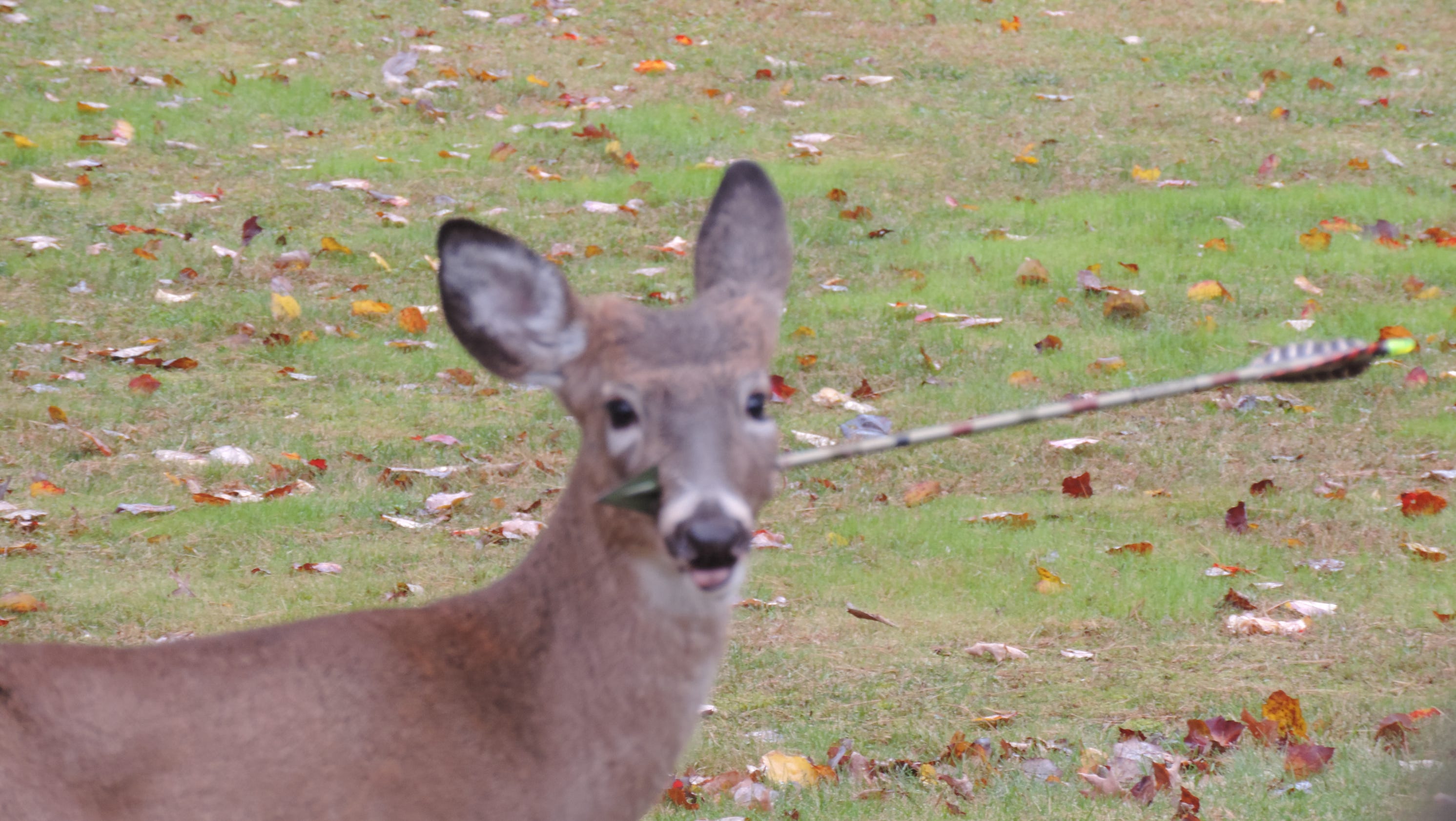 Young Deer On Mend After Arrow Removed From Face