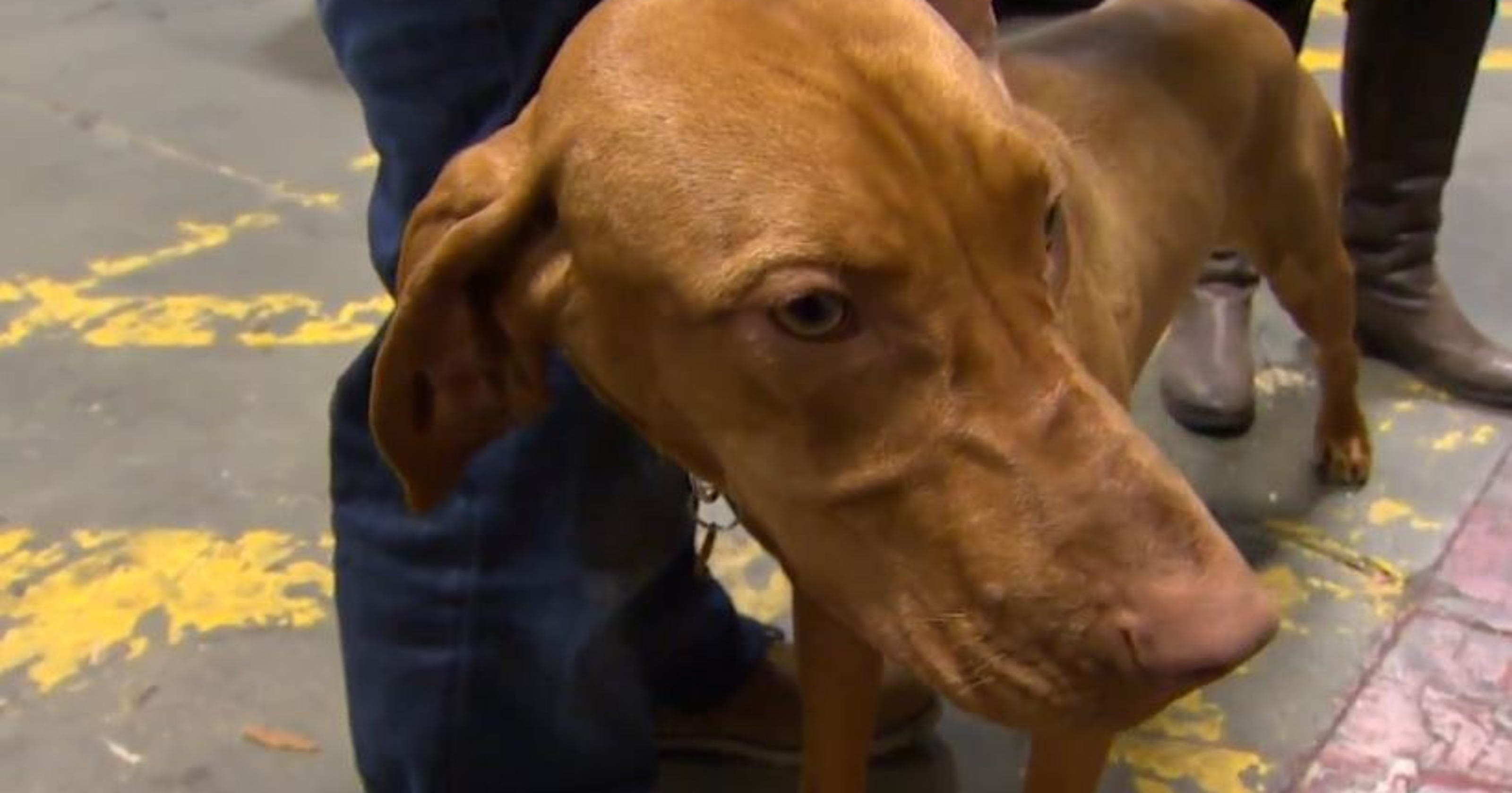 Lost dog home after 2,400mile road trip