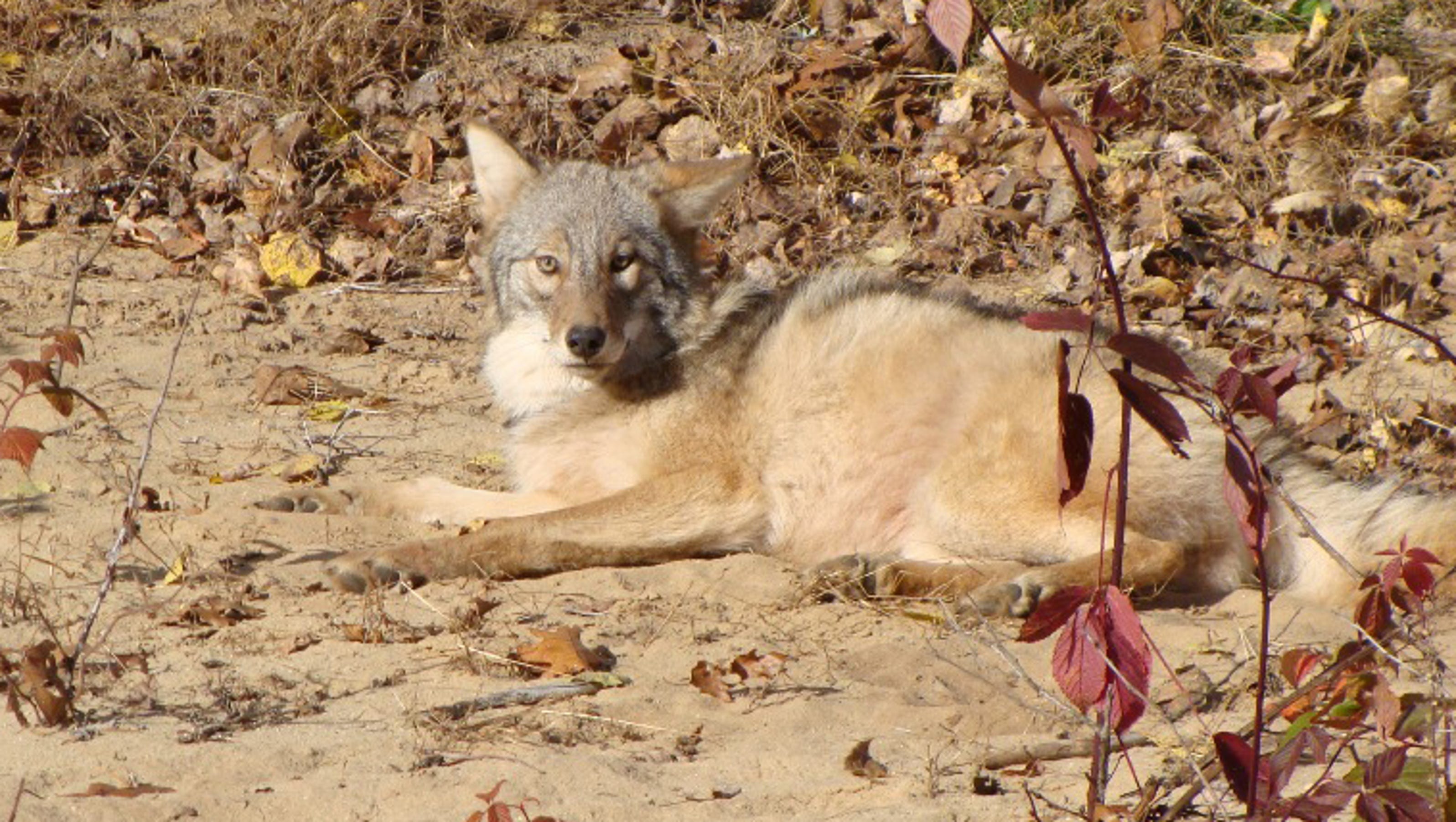 Is The Mexican Wolf Really A Bigger Threat Than The Coyote? - hx38118