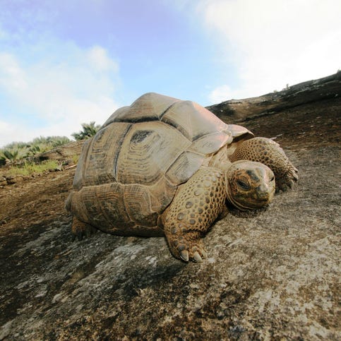 Muriquis and other large primates are vanishing from tropical ecosystems.