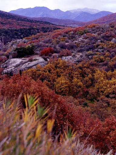 Fall colors carpet the south rim of the Black Canyon of the Gunnison National Monument.