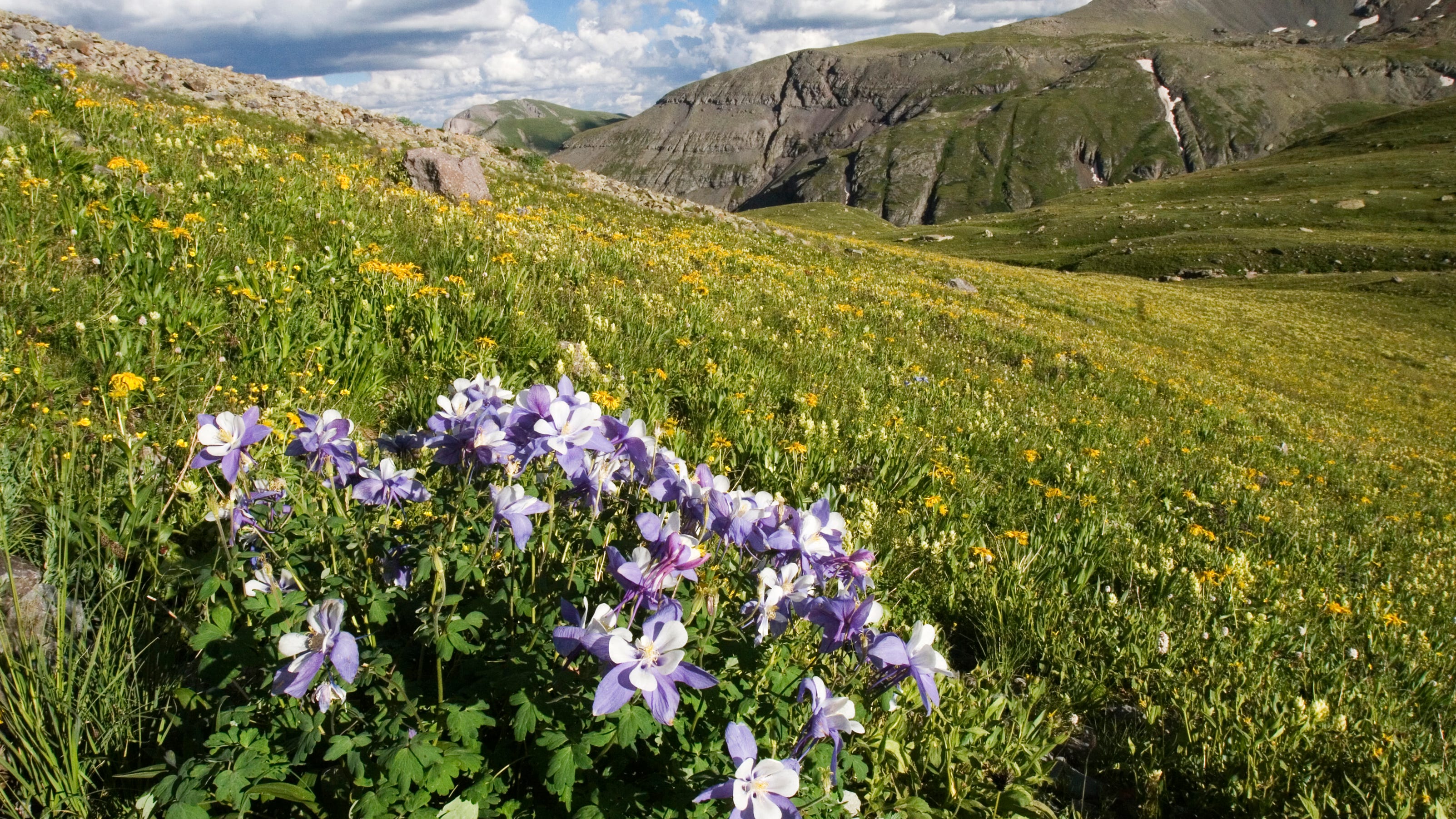 Best places to see Colorado wildflowers bloom