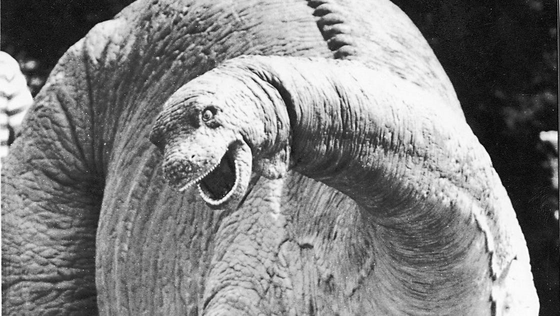Brontosaurus is back, study says - USA TODAY