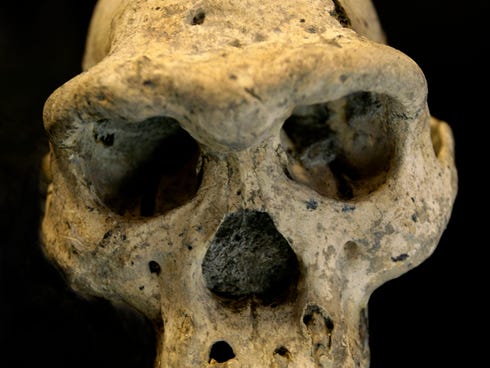 A pre-human skull found in 2005 in the ground at the medieval village Dmanisi, Georgia. The discovery of the 1.8 million-year-old human ancestor captures early human evolution on the move, scientists say.