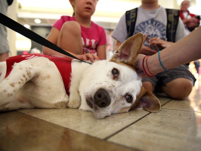 Wearing red vests that instruct people to "pet me," the dogs in the Pets Unstressing Passengers, or PUP, program wander LAX's terminals with their owners, providing comfort and airport information.