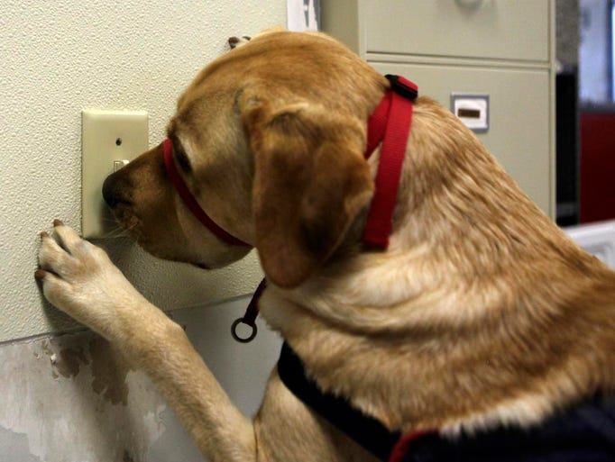 Women who trains dog to fuck them